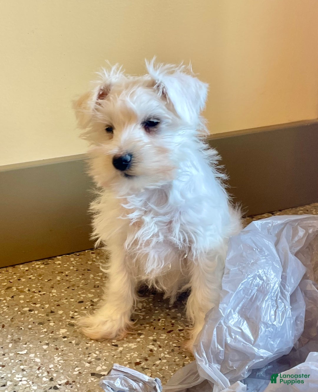 Miniature Schnauzer dogs for sale: Issy - Ad 5