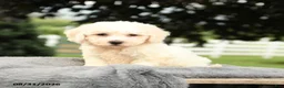 Bichon Frise dogs for sale: Lowel - Ad 4