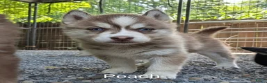 Peach_Female