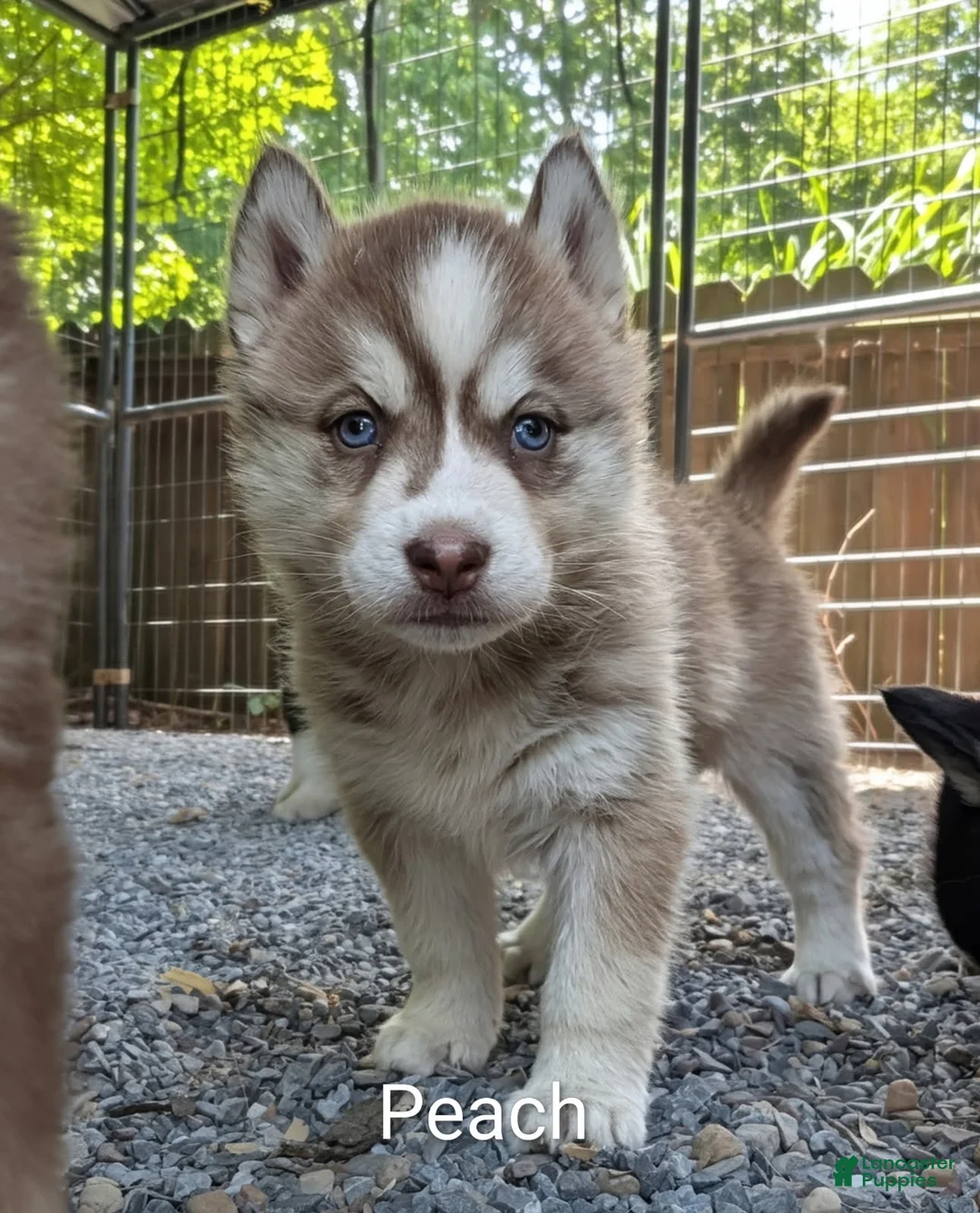 Siberian Husky dogs for sale: Peach_Female - Ad 1