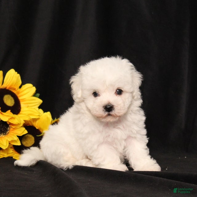 Bichon Frise dogs Koby - Ad 2