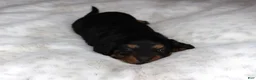 Miniature Dachshund dogs for sale: Puppy Lacy - Ad 5