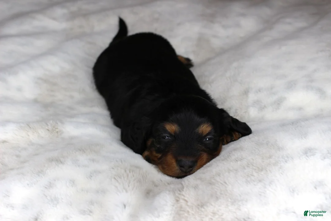 Miniature Dachshund dogs for sale: Puppy Lacy - Ad 5