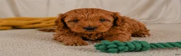 Cavapoo dogs for sale: Jasper - Ad 3