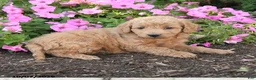 Mini Goldendoodle dogs for sale: Rosie - Ad 4