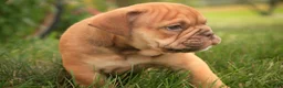 English Bulldog dogs for sale: Titus English Bulldog  - Ad 4