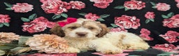 Cockapoo dogs for sale: Krystal - Ad 5