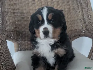 Bernese Mountain Dog dogs Max - Ad 42