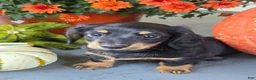Dachshund dogs for sale: Hank - Ad 3