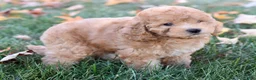 Bichpoo dogs for sale: Charlie - Ad 3