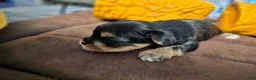 Yorkshire Terrier dogs for sale: Jackie - Ad 4