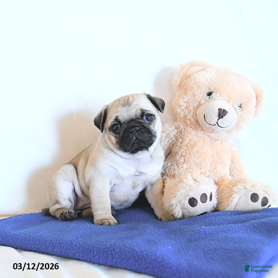 Pug dogs Buttercup - Ad 2