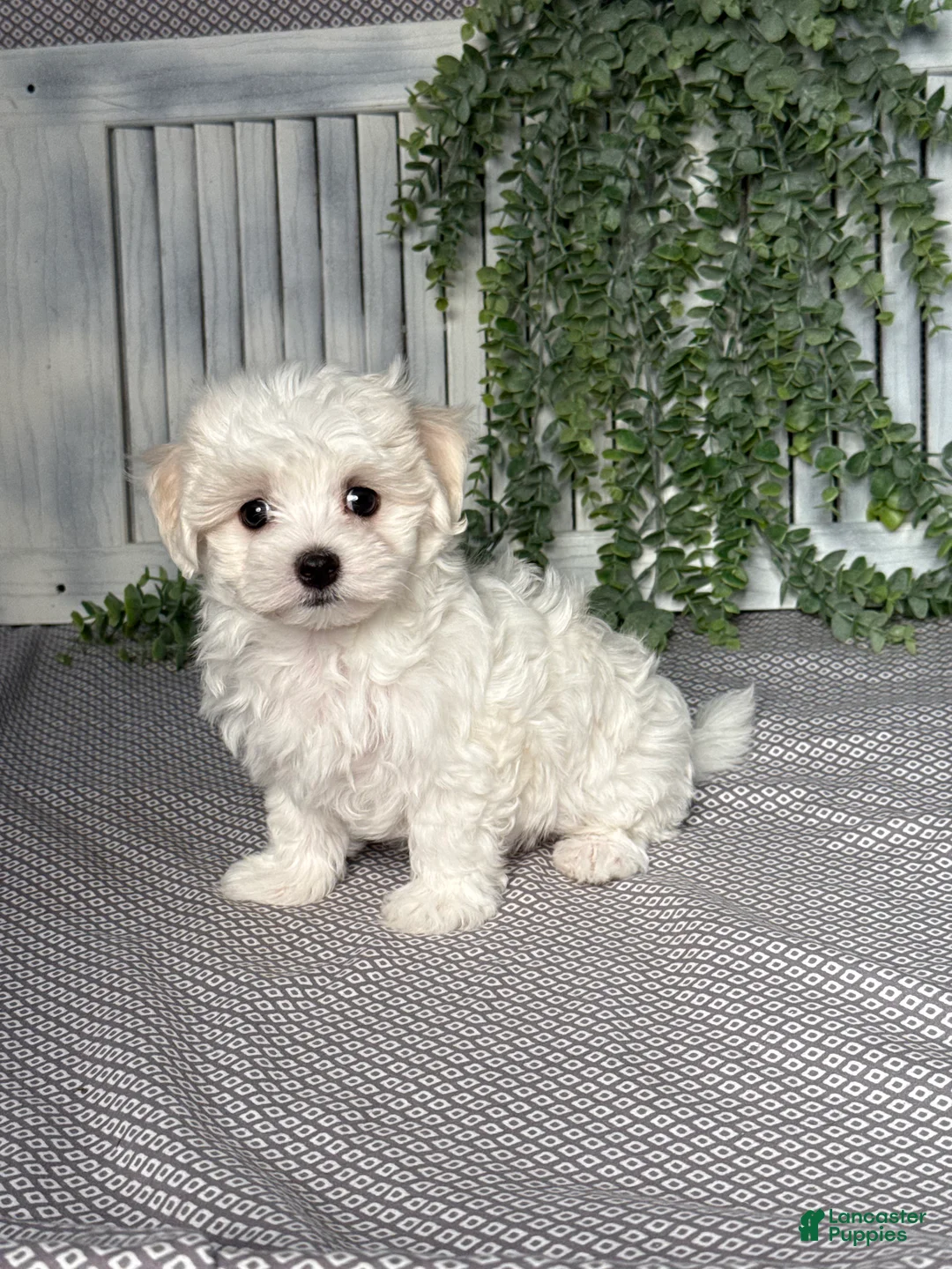 Maltese dogs for sale: Austin - Ad 2