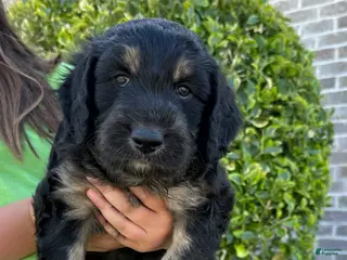 Aussiedoodle dogs Aussiedoodle Puppy 6 - Ad 23