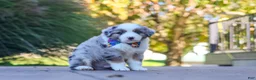Miniature Australian Shepherd dogs for sale: Ruckus - Ad 3
