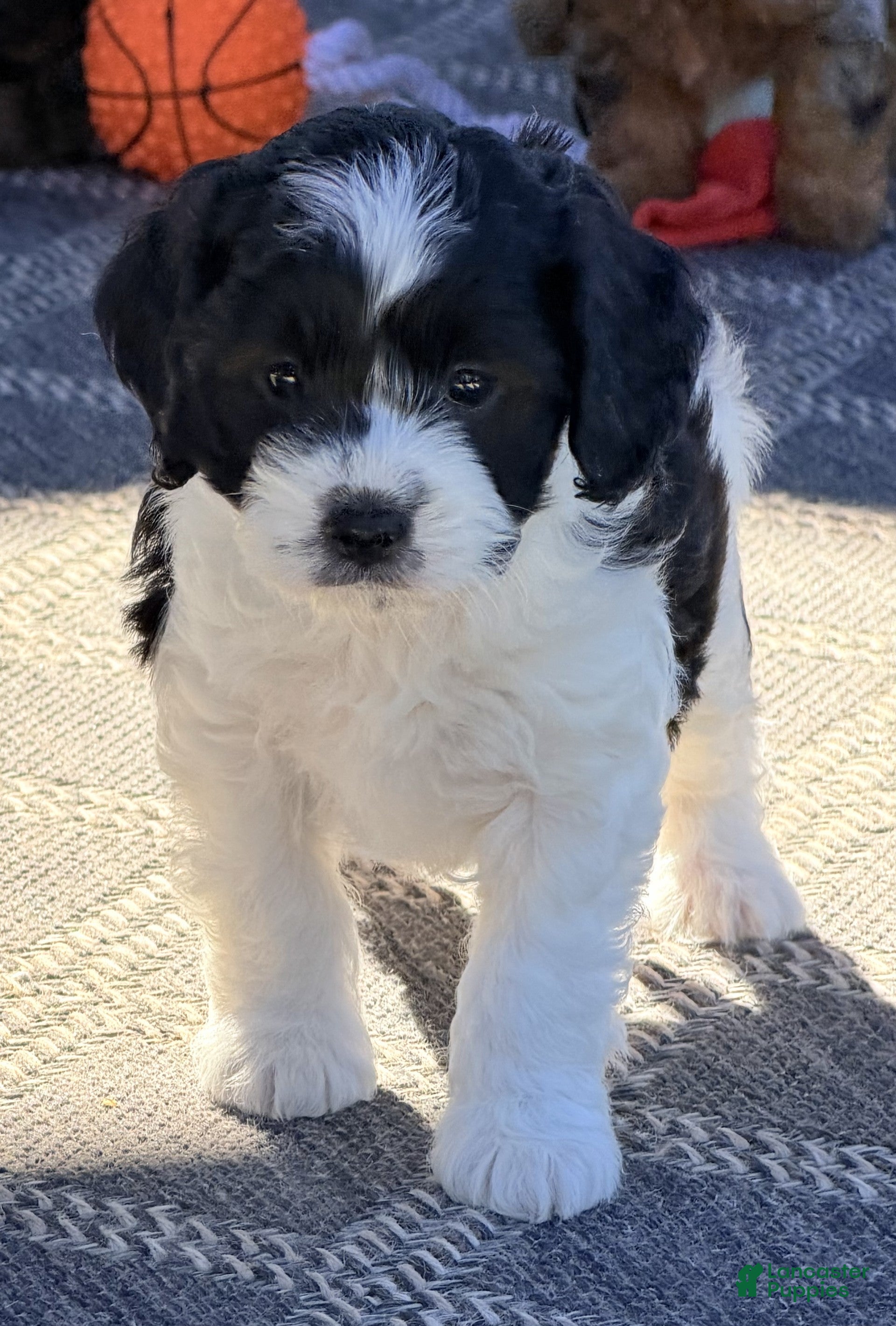 Cavapoo dogs Maggie - Ad 2