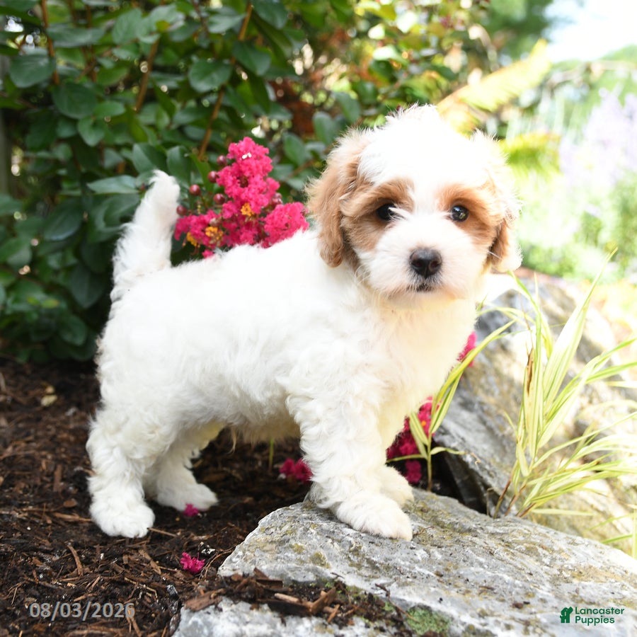 Shihpoo dogs Dexter - Ad 1