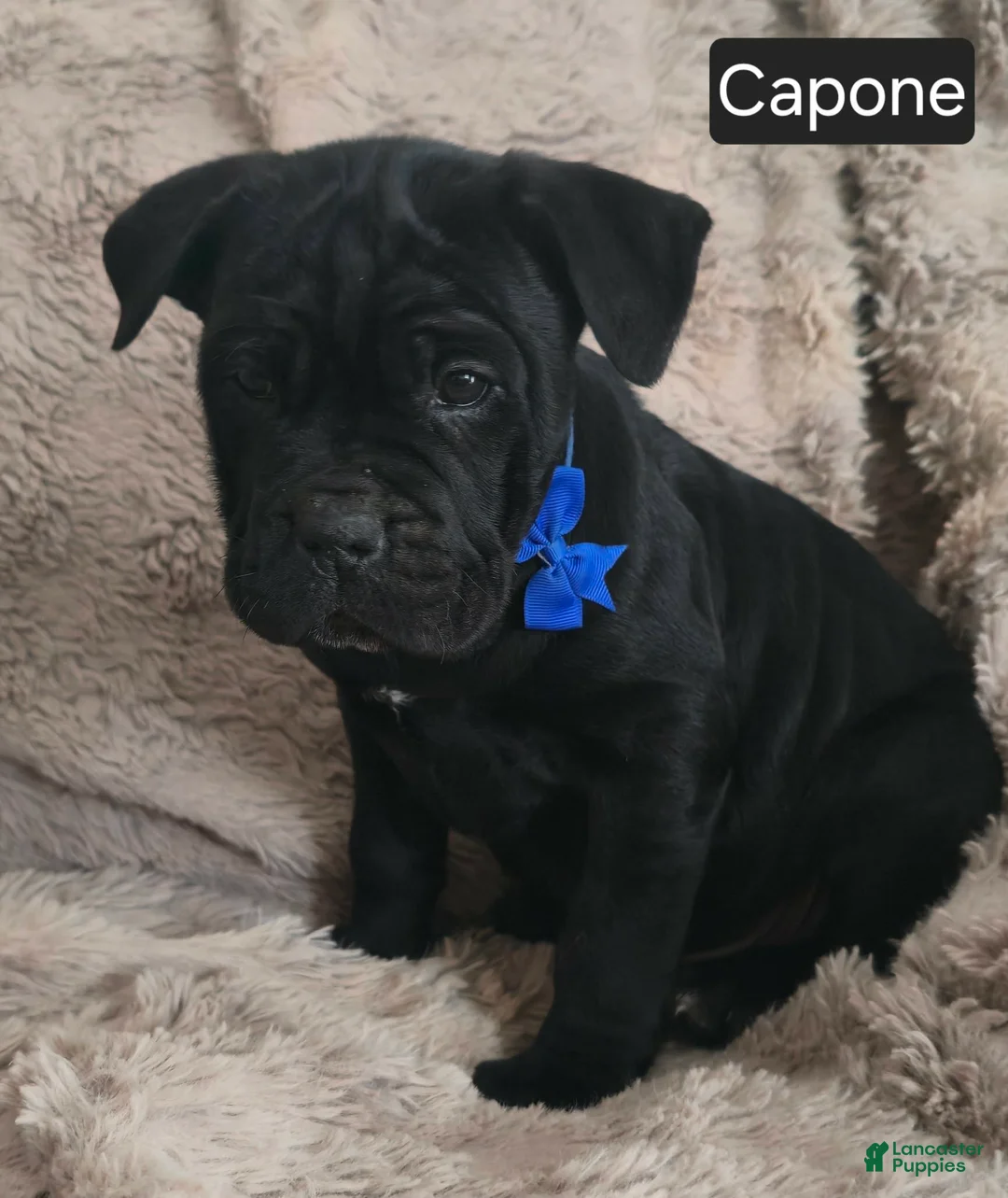 Cane Corso dogs for sale: Capone - Ad 3