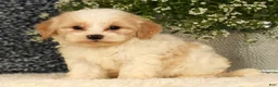 Havapoo dogs for sale: Sawyer - Ad 3