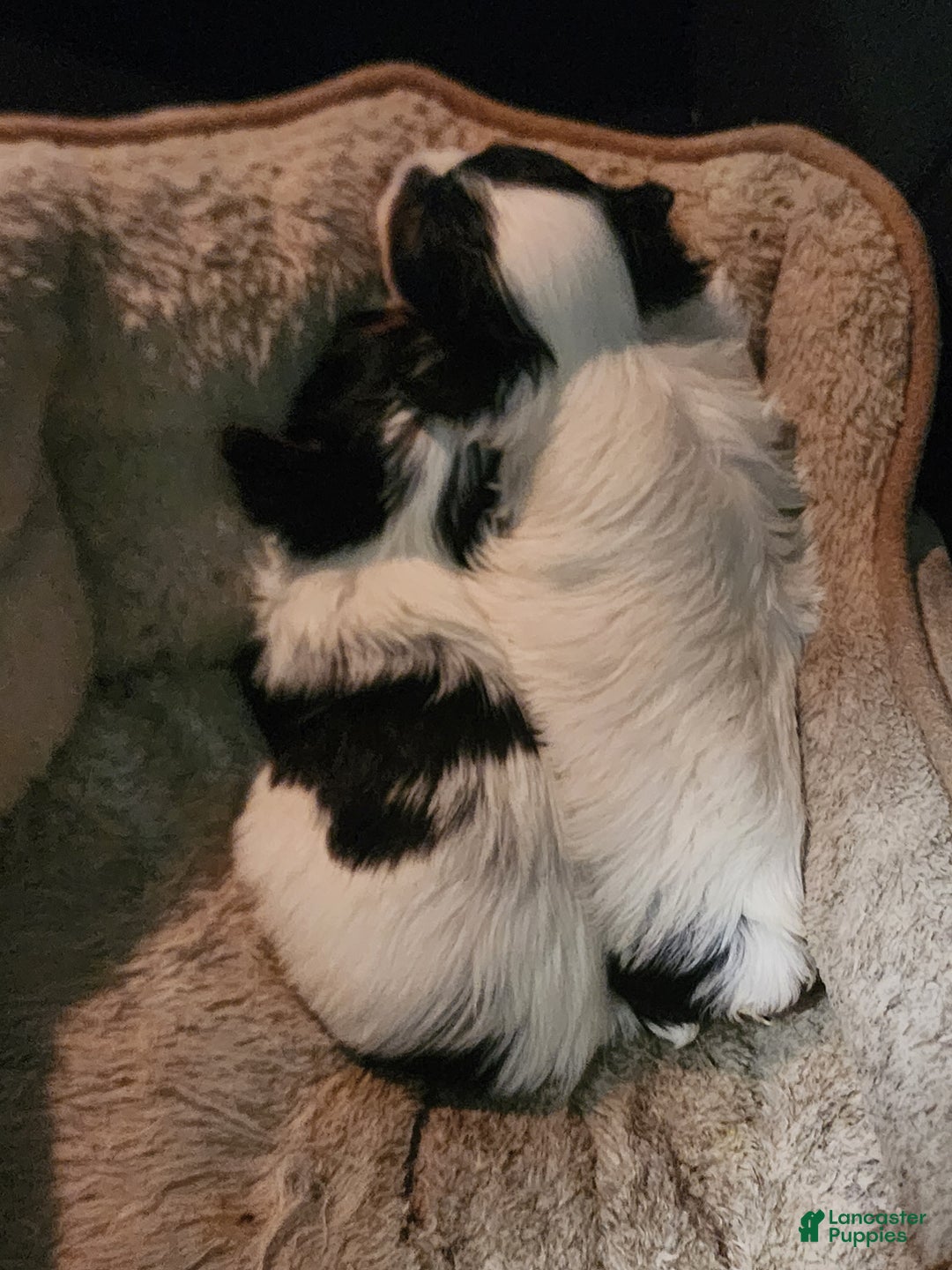 Yorkshire Terrier dogs for sale: Yorkshire Terrier Puppy 2 - Ad 5