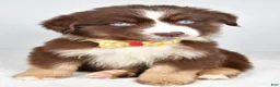 Miniature Australian Shepherd dogs for sale: Finch - Ad 3