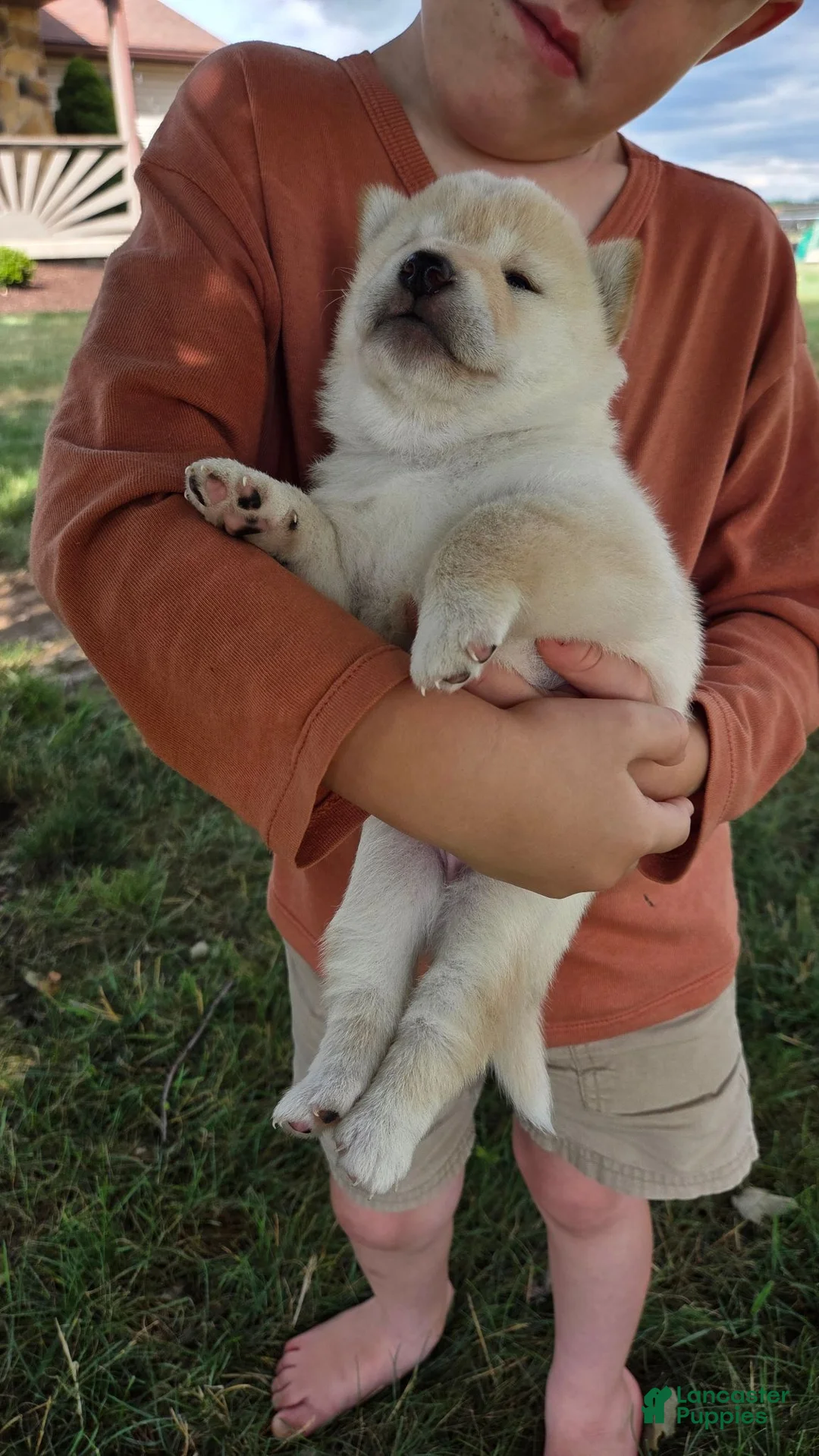 Shiba Inu dogs for sale: Crosby - Ad 2