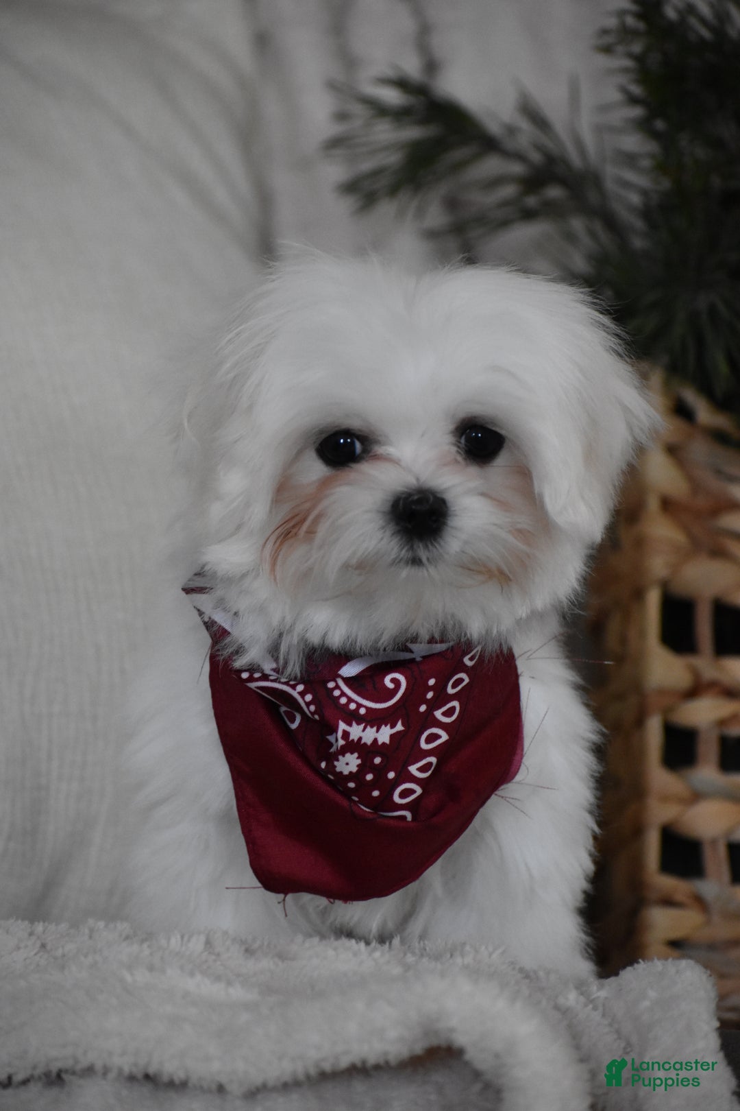 Maltese dogs for sale: Toby - Ad 11