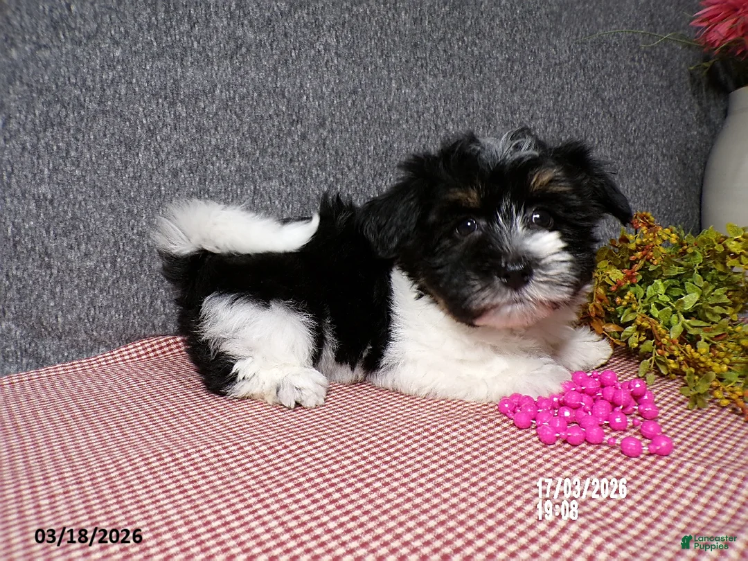 Havanese dogs for sale: Becki - Ad 6