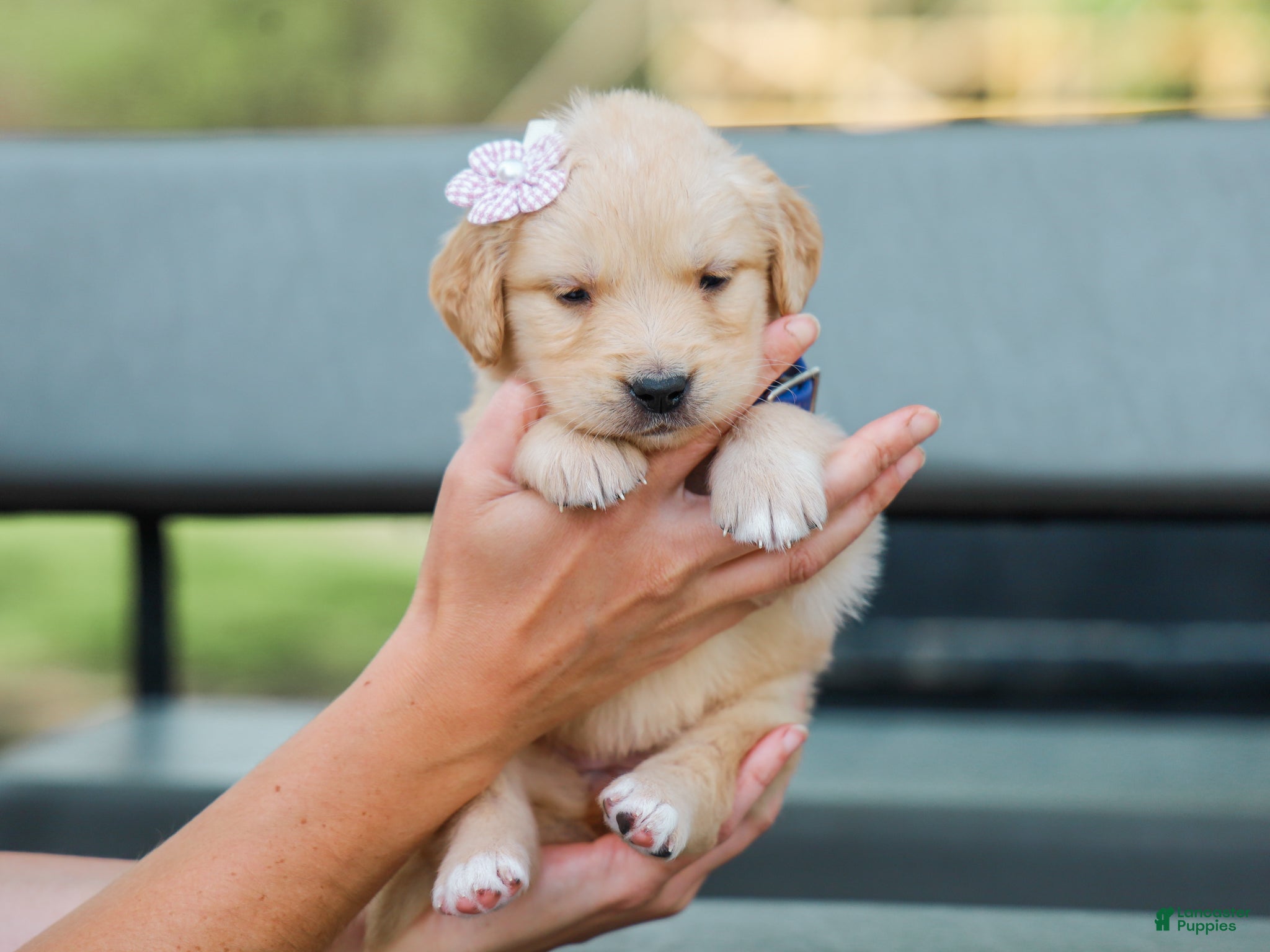 Golden Retriever dogs Adyson ACA Golden Retriever Pup - Ad 1