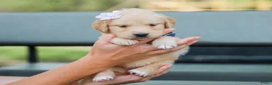 Adyson ACA Golden Retriever Pup