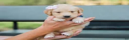 Golden Retriever dogs for sale: Adyson ACA Golden Retriever Pup - Ad 1