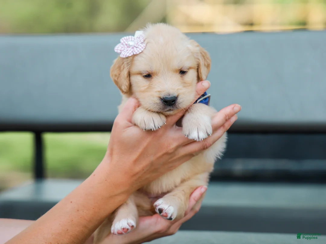 Golden Retriever dogs for sale: Adyson ACA Golden Retriever Pup - Ad 1