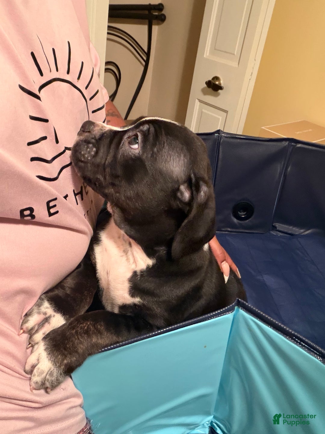 American Bully dogs for stud: Bubbee  - Ad 2