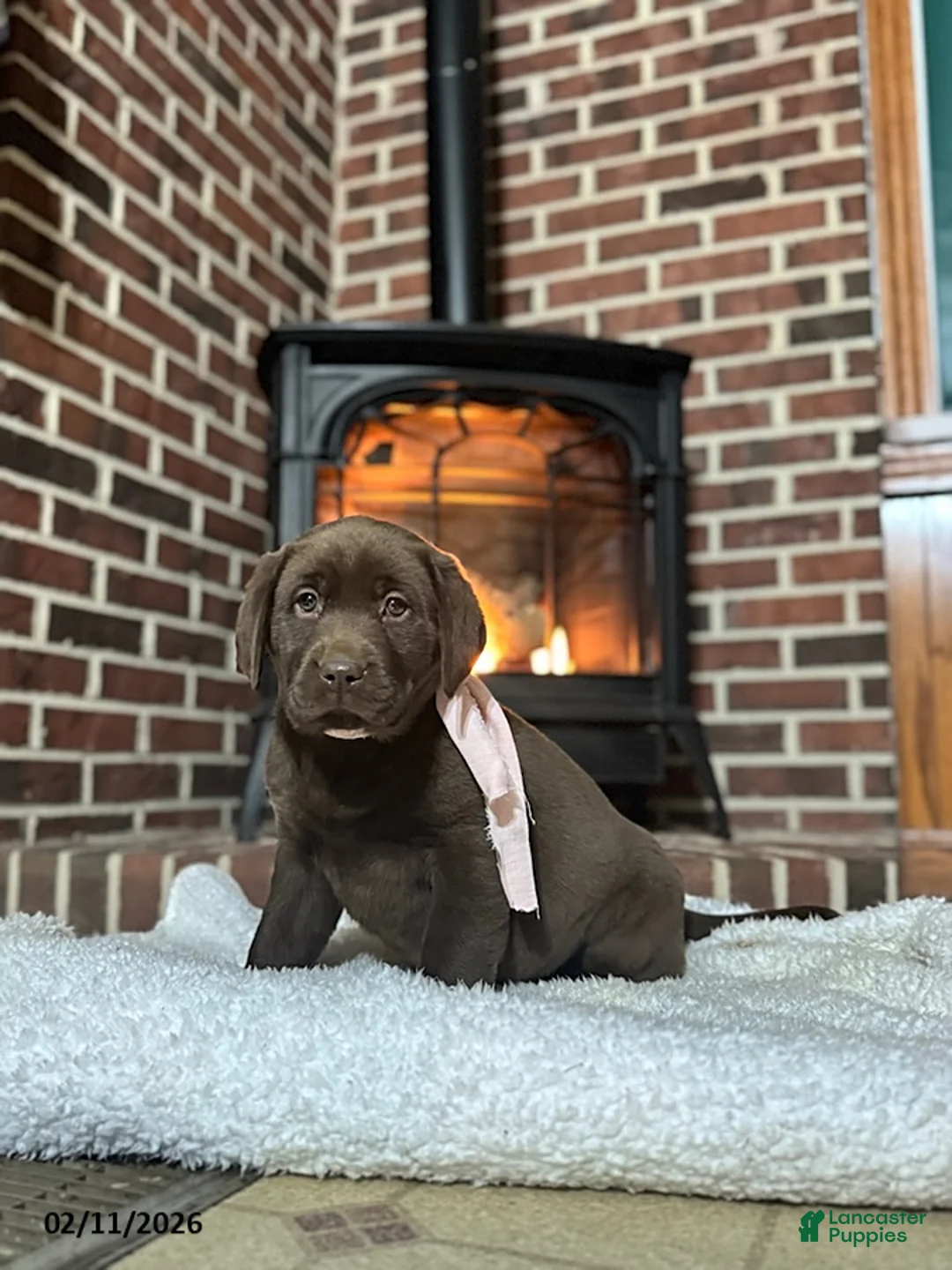 Labrador Retriever dogs for sale: Betsy - Ad 2