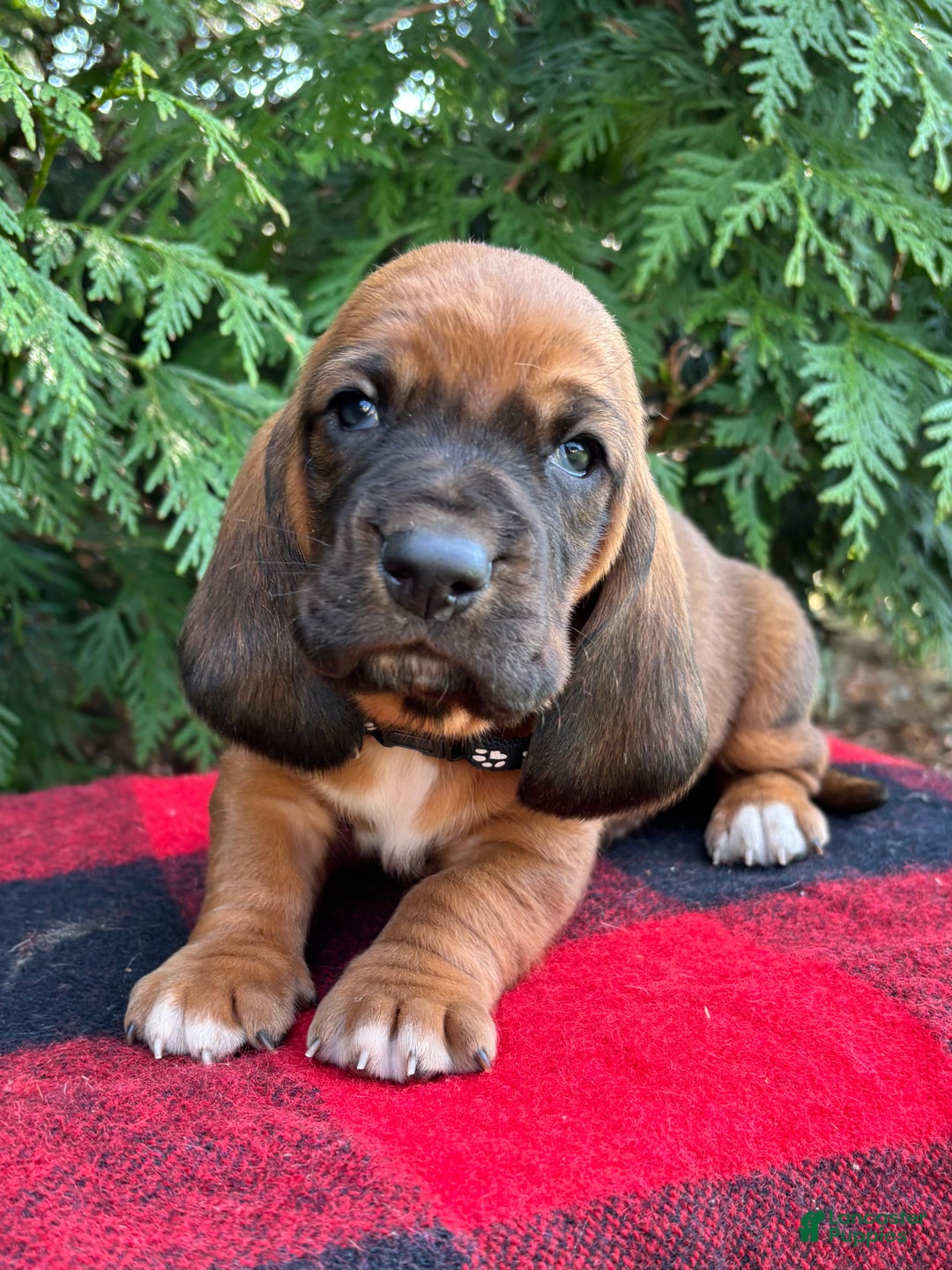 Basset Hound dogs for sale: Max - Ad 4