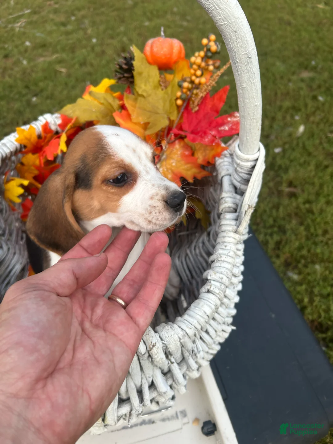 Beagle dogs for sale: Beagle 1 - Ad 2