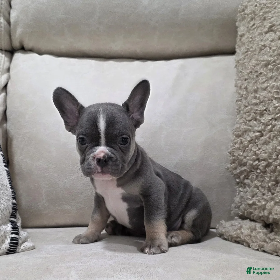 French Bulldog dogs for sale: Frankie - Ad 2