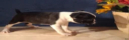 Boston Terrier dogs for sale: Emma - Ad 7