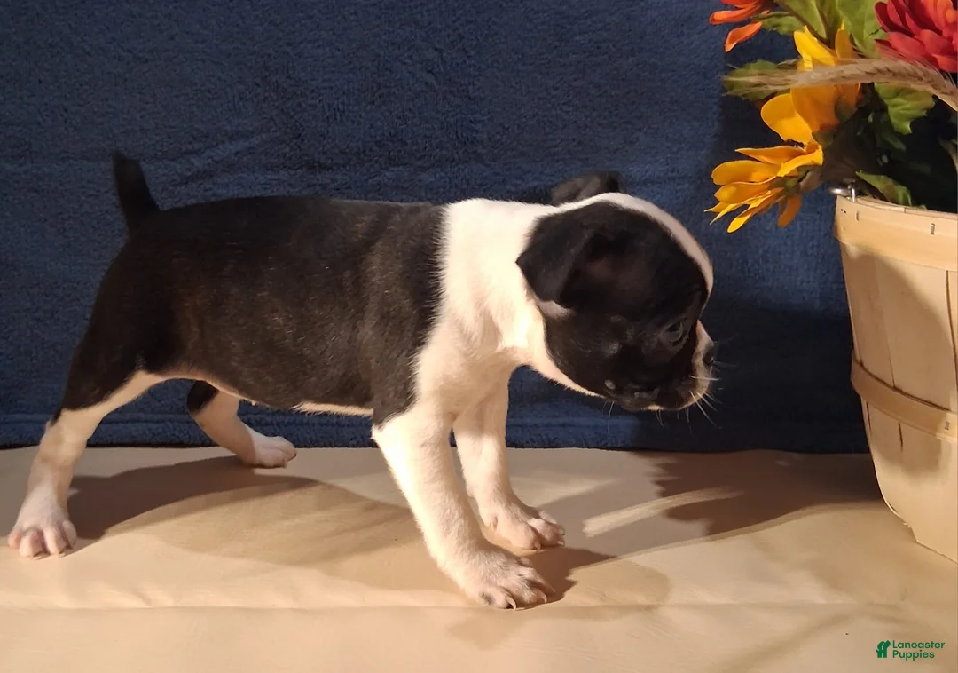 Boston Terrier dogs for sale: Emma - Ad 7