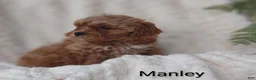 Shihpoo dogs for sale: Shihpoo Puppy 2 Manley  - Ad 8