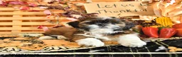 Shih Tzu dogs for sale: Dixon - Ad 3