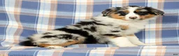Australian Shepherd dogs for sale: Millie - Ad 1