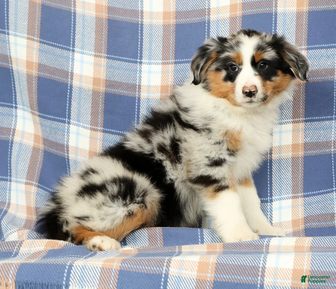 Australian Shepherd dogs for sale: Millie - Ad 1