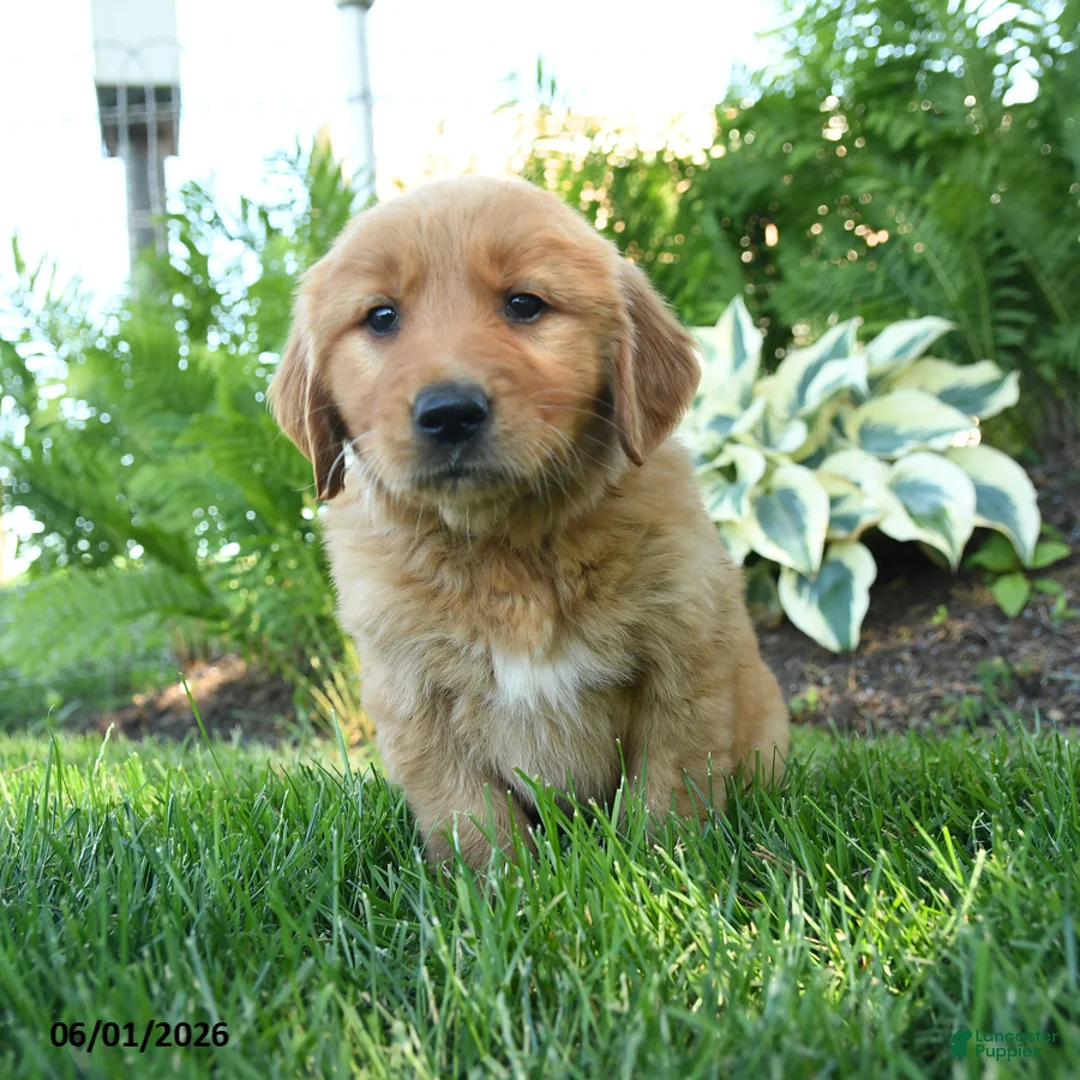 Golden Retriever dogs for sale: Alexander - Ad 3