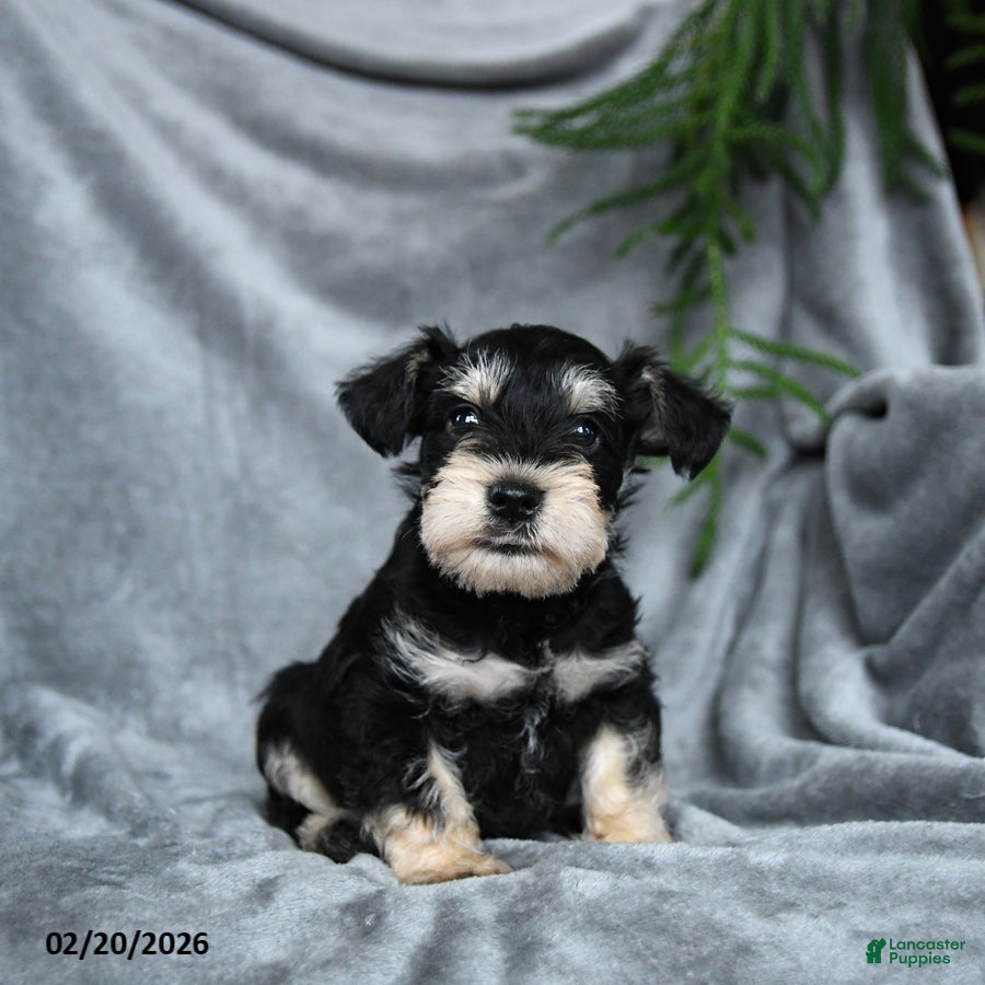 Miniature Schnauzer dogs Anthony - Ad 2