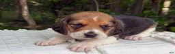 Beagle dogs for sale: Aspen - Ad 3