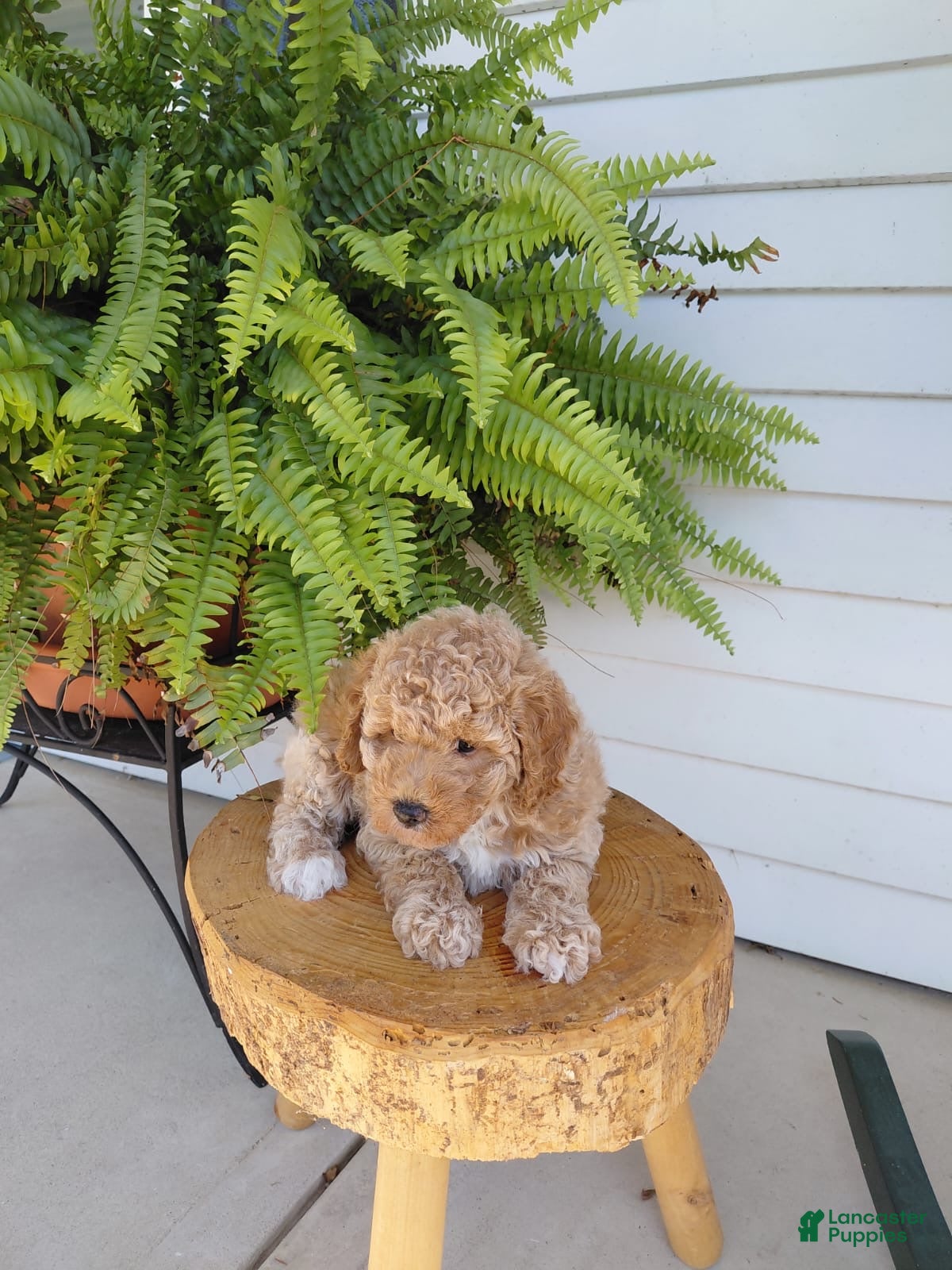 Bichpoo dogs Derek - Ad 2