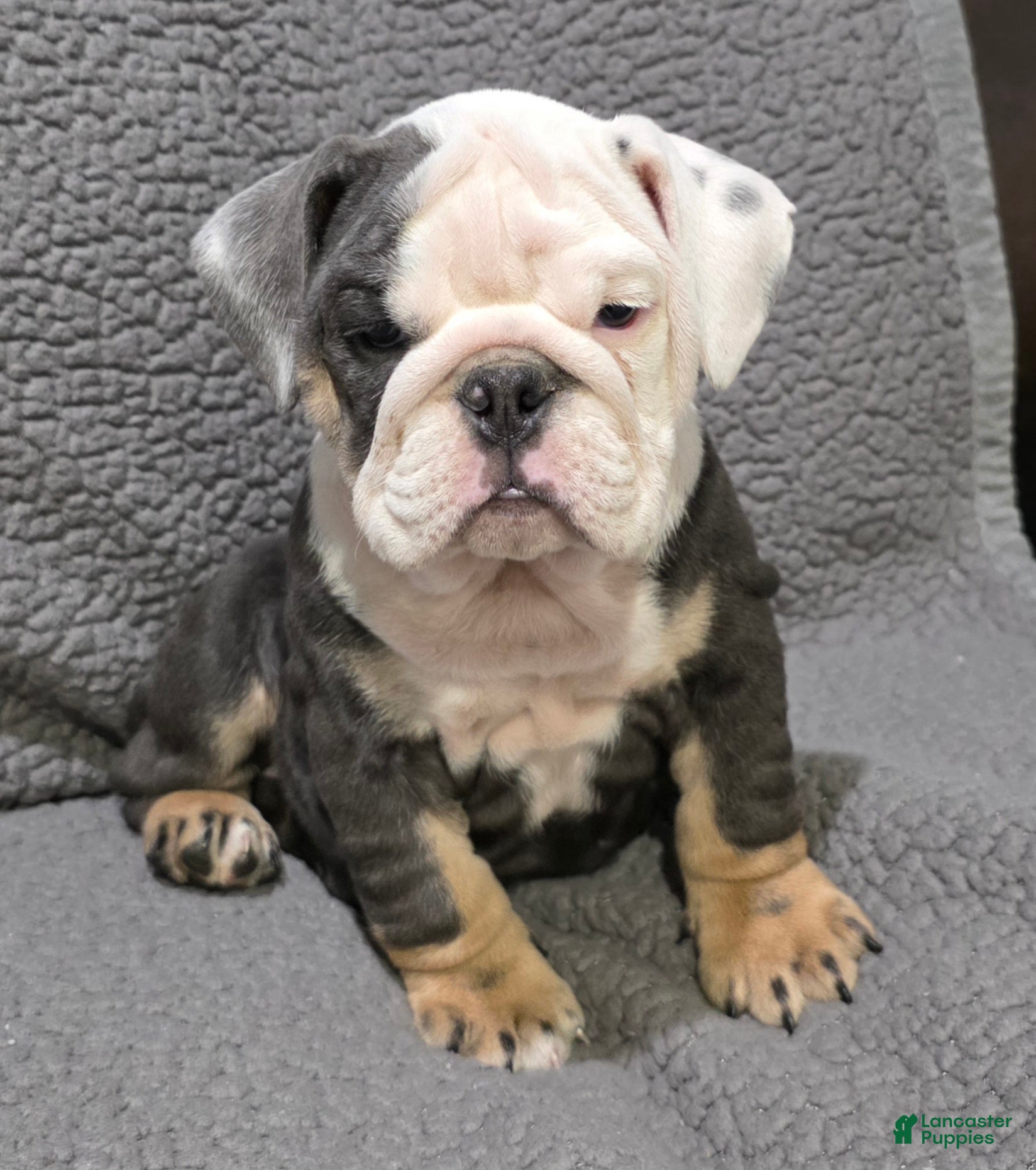 English Bulldog dogs Marion - Ad 1