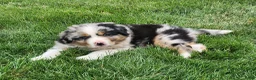 Australian Shepherd dogs for sale: Bandit - Ad 4