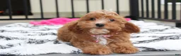 Cockapoo dogs for sale: Felicity  - Ad 7